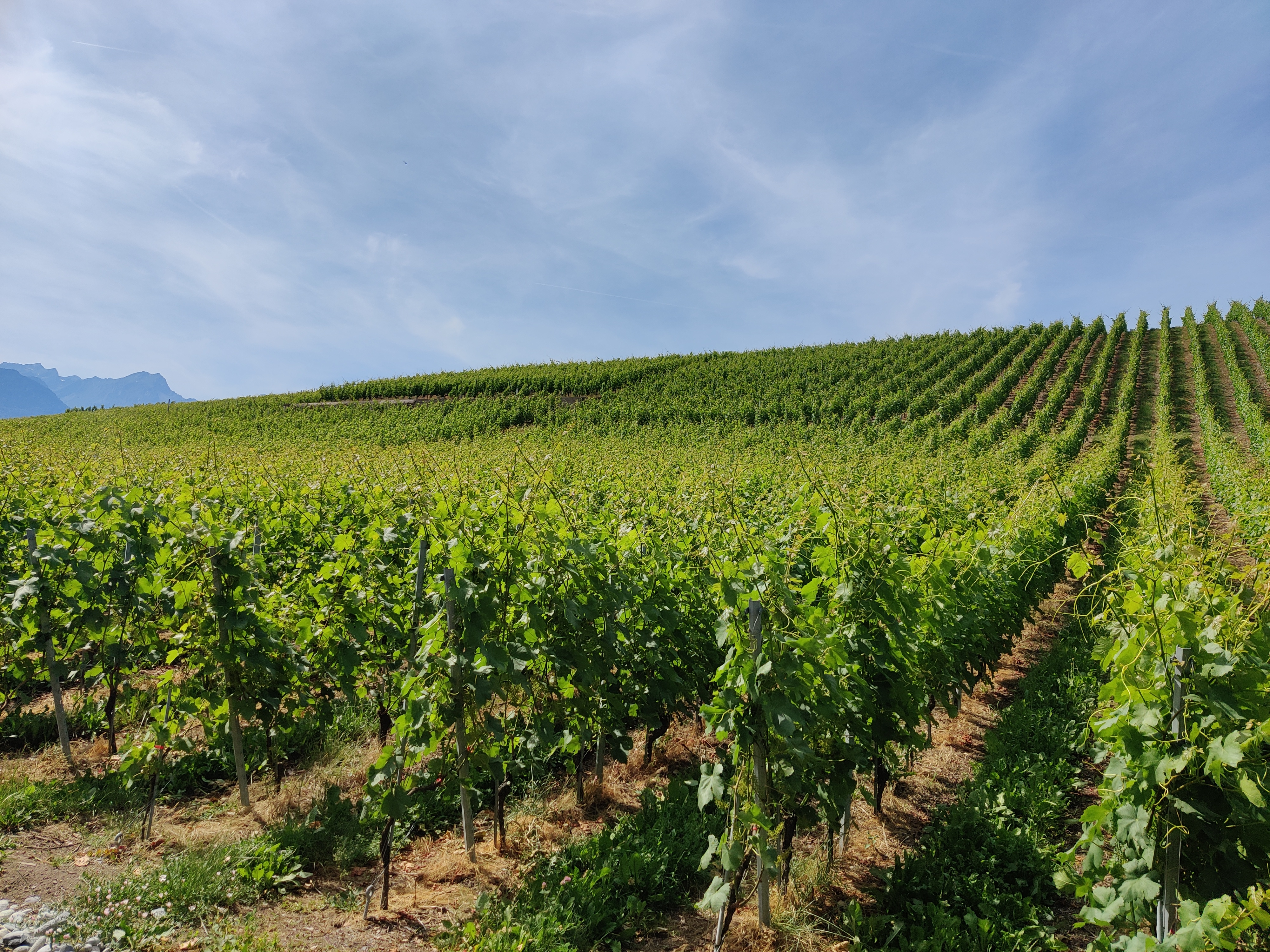 Placeholder: wine glass in a sunlit vineyard